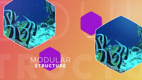 modern design elements with full hd resolution and clean animation