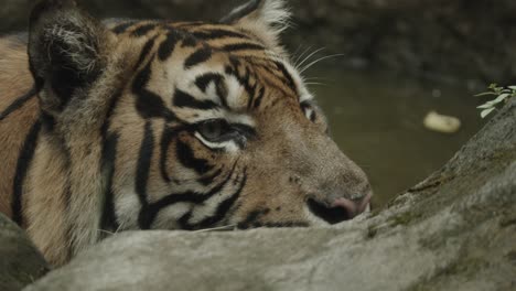 shot of tiger head, who is in water