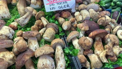 counter of a market stall with fresh boletus reticulatus mushrooms