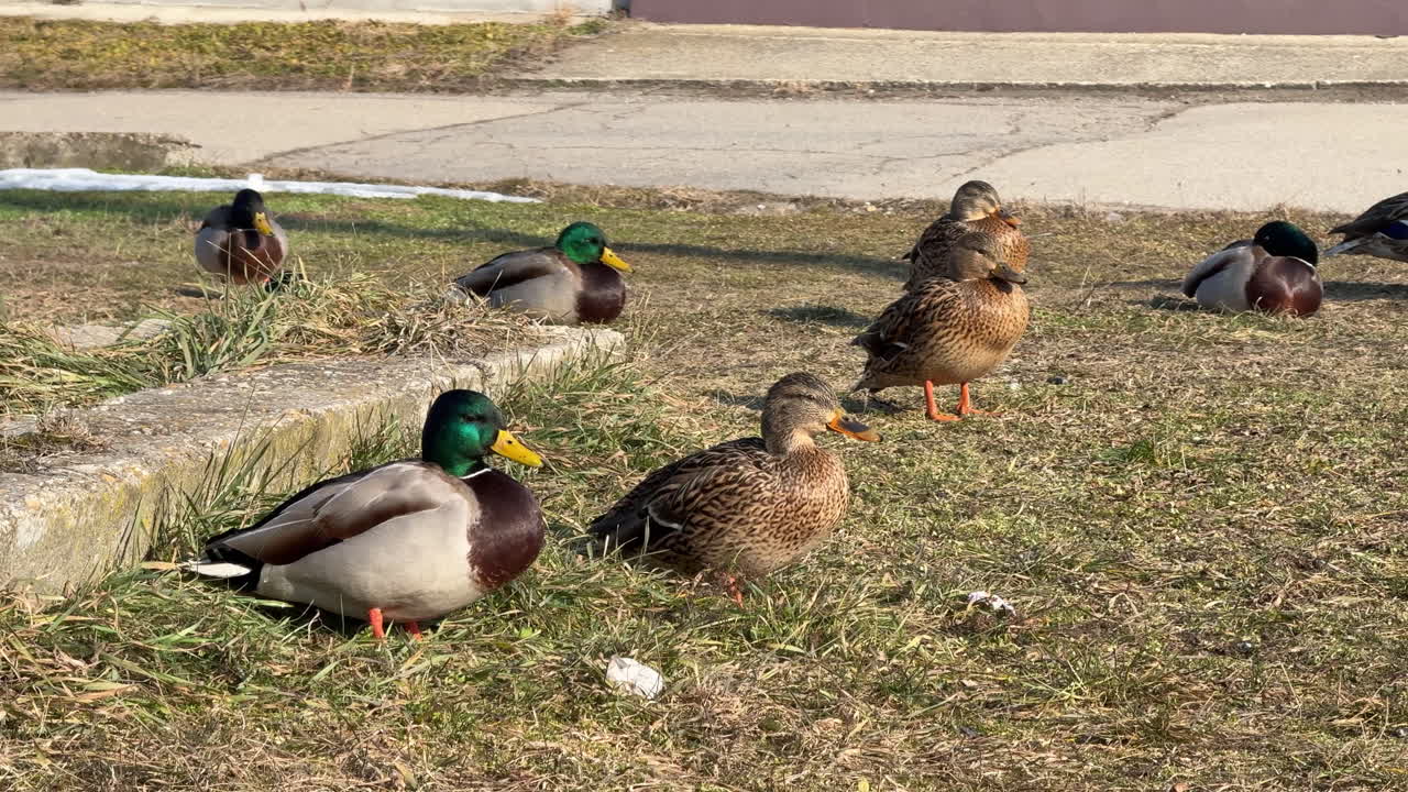 Group of mallard ducks resting on grass near pavement