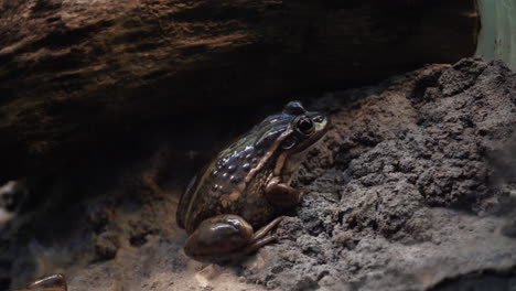 Gestreifter-Seefrosch,-Der-Auf-Einem-Felsen-Sitzt