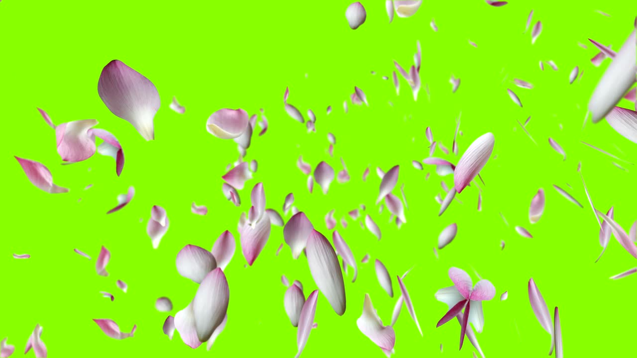 분홍색 로터스 잎이 날아가고 있습니다.