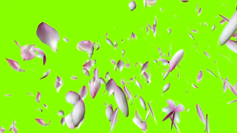 pink lotus petals flying.