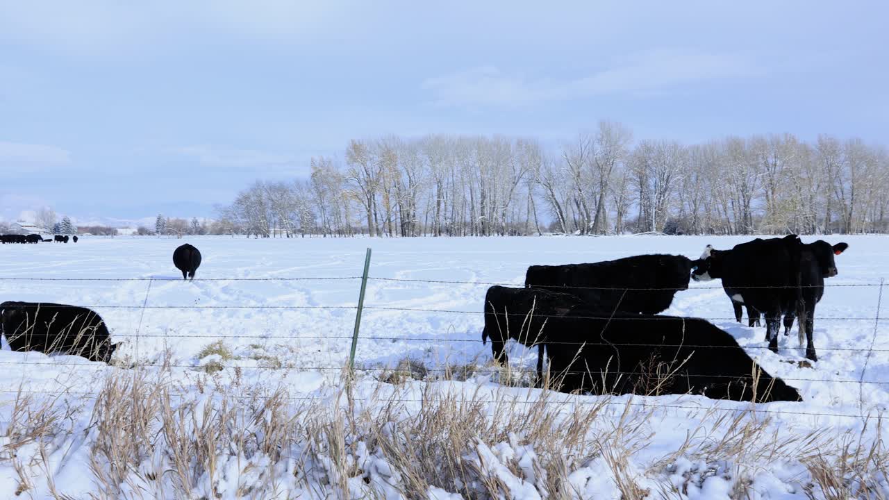 ganado negro bebiendo agua en un arroyo de nieve en invierno en montana 4k