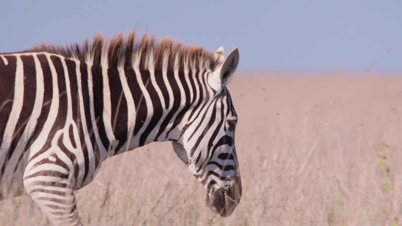 En slettezebras hoved, der græsser på savannen