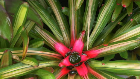 inclinar hacia abajo la planta de neoregelia con la flor central roja