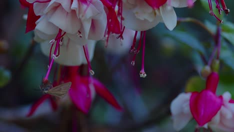 Macro-dolly-shot-of-oak-moth-clinging-to-the-stigma-of-a-Fuschia-plant-in-the-breeze