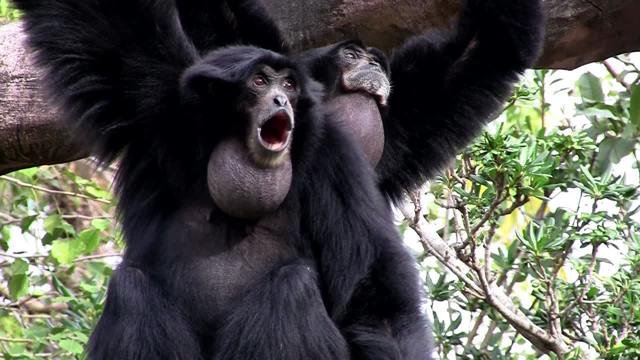 un gibón siamang de indonesia cuelga de un árbol 1