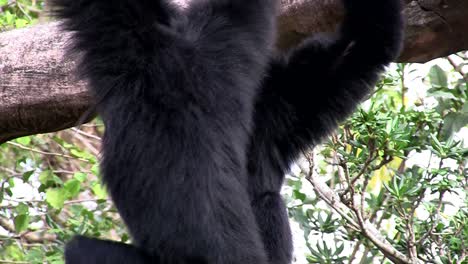 un gibón siamang de indonesia cuelga de un árbol 1