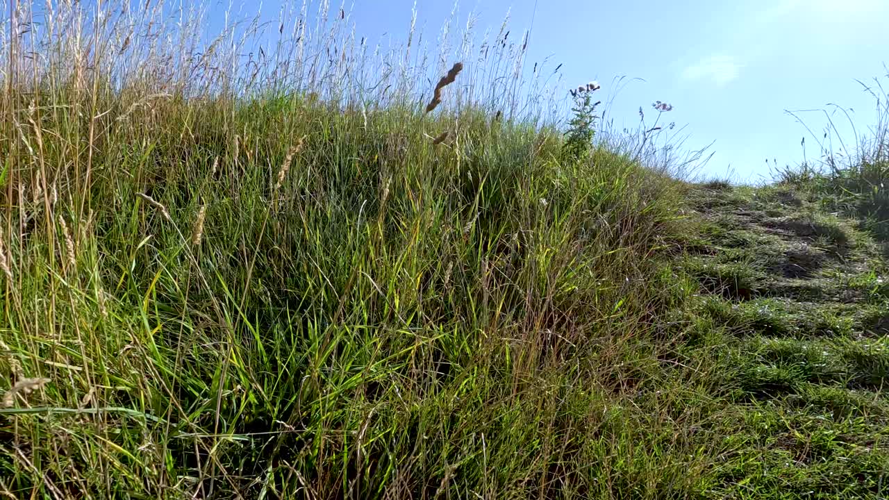 Low-angle camera glides along grassy meadow trail under bright sunlight, highlighting wildflowers and tranquility