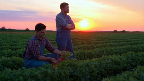 farmers inspecting crops in a field at sunset