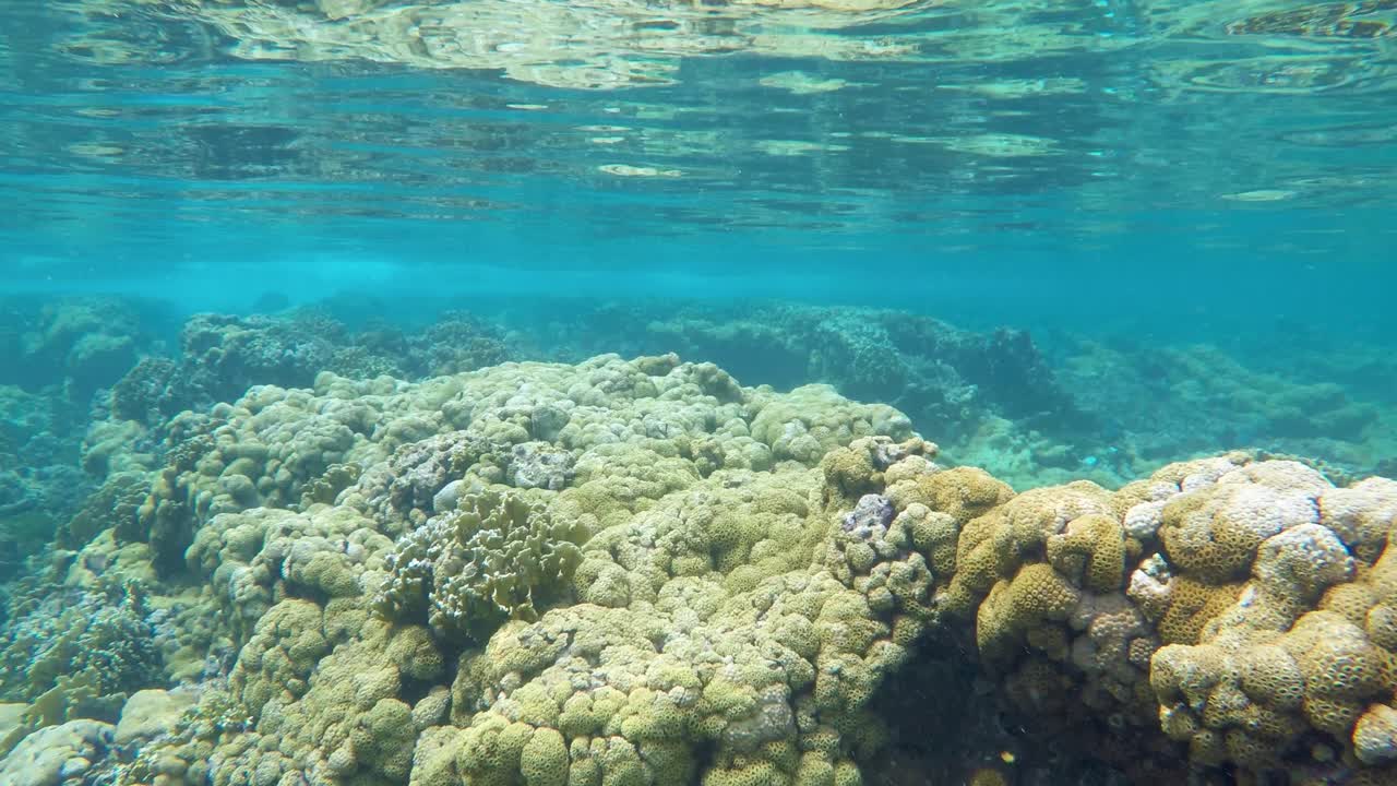 아름다운 산호초 바다 수중 표면 카리브 해, 로스 로케스 베네수엘라
