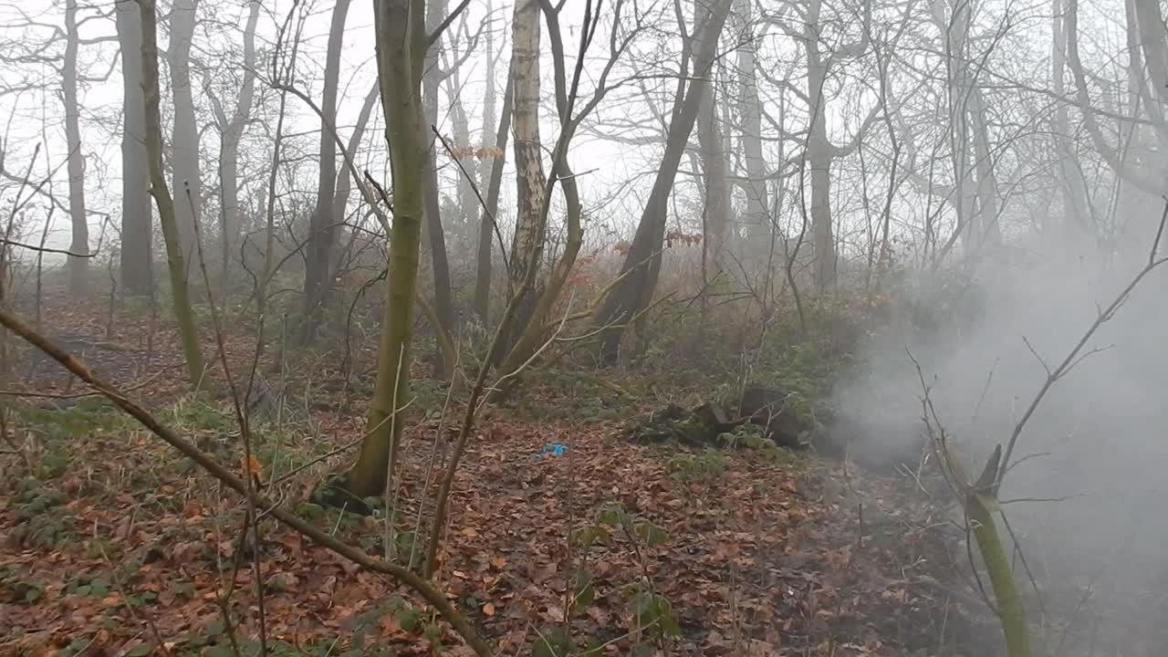 apocalipsis invernal árboles forestales en una densa niebla atmosférica brumosa