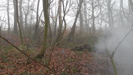 winter apocalypse woodland forest trees in dense thick misty atmospheric fog