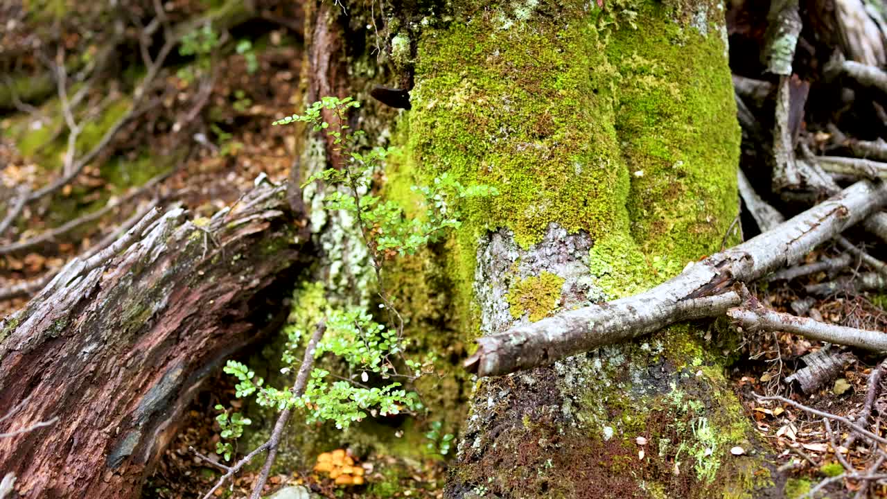 Close-up of vibrant moss and lichen covering a tree trunk in a dense forest setting with natural lighting