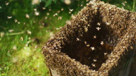 view of working bees in open hive in nature