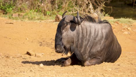 Blue-wildebeest-rests-in-dry-dusty-ground-near-water's-edge