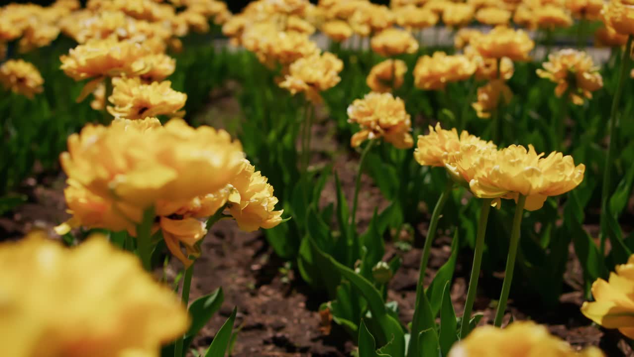 Filari di tulipani giallo brillante fioriscono in un campo soleggiato. Steli verdi si ergono dalla terra scura sotto una luce calda. I fiori ondeggiano delicatamente nella brezza leggera. Primi piani evidenziano i dettagli dei petali e degli steli.