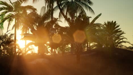 Sunset-Beams-through-Palm-Trees