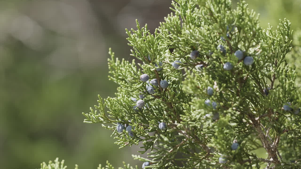 Nature scene of Ash Juniper Tree berries, protected habitat in Texas Hill Country
