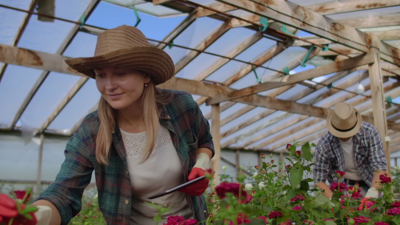 Colleghi fioristi lavorano insieme con tablet in una serra per la coltivazione di rose. Piccola impresa che effettua il controllo dei fiori, lavoro di squadra su un tablet via Internet