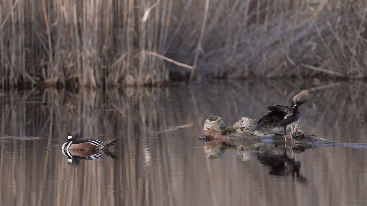 A Couple Of Hooded Merganser On Quiet Lake