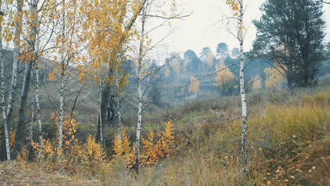 athlete man riding a mountain bike in the forest