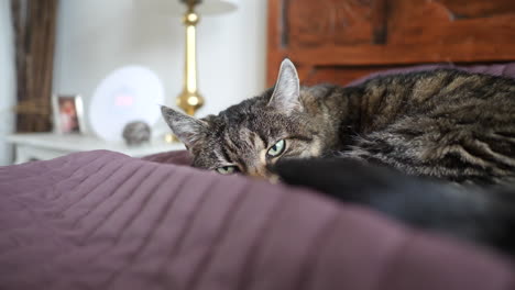 los ojos de los gatos siempre miran mientras duermen.