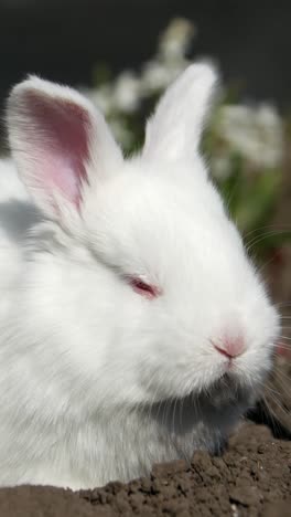 a white rabbit with red eyes rests peacefully in a flower patch