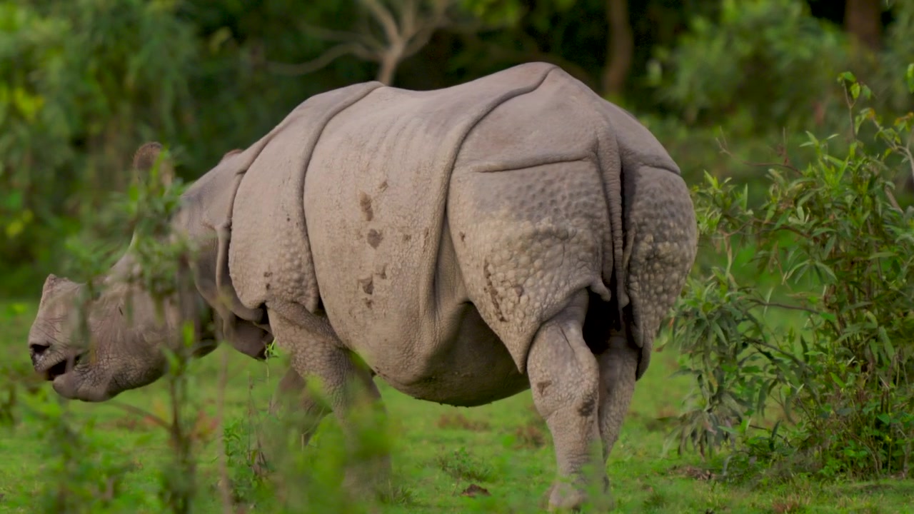 Un maestoso rinoceronte indiano unicorno cammina attraverso una vibrante prateria verde, mostrando la sua potente presenza nella natura.