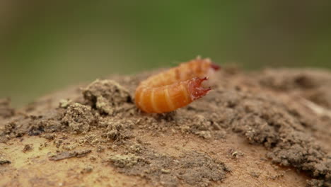 close up of wireworm on it‘s back, lying on potato