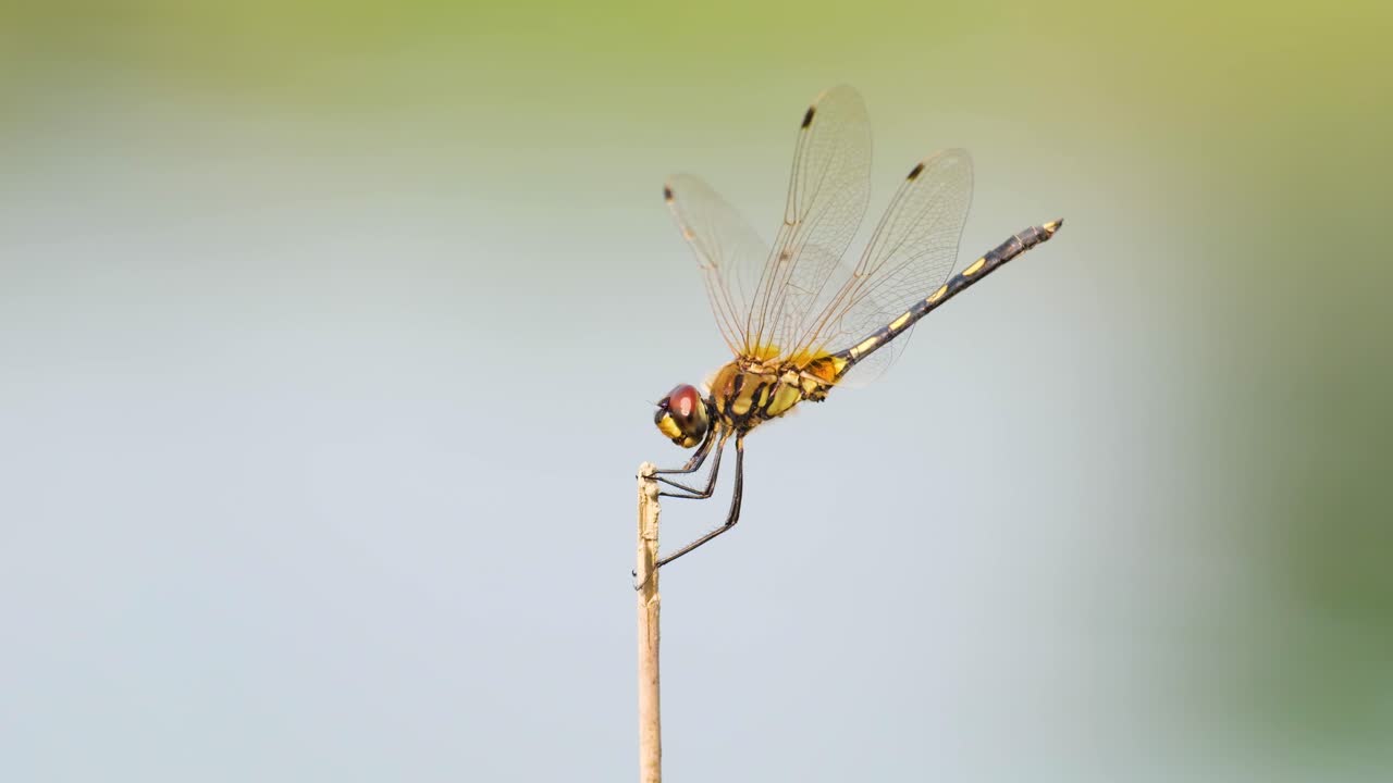 la libélula se sienta todavía en la parte superior de la paja de hierba seca, primer plano detallado