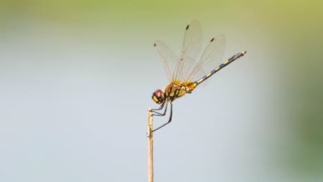 dragonfly sits still on top of dry grass straw, detailed close-up