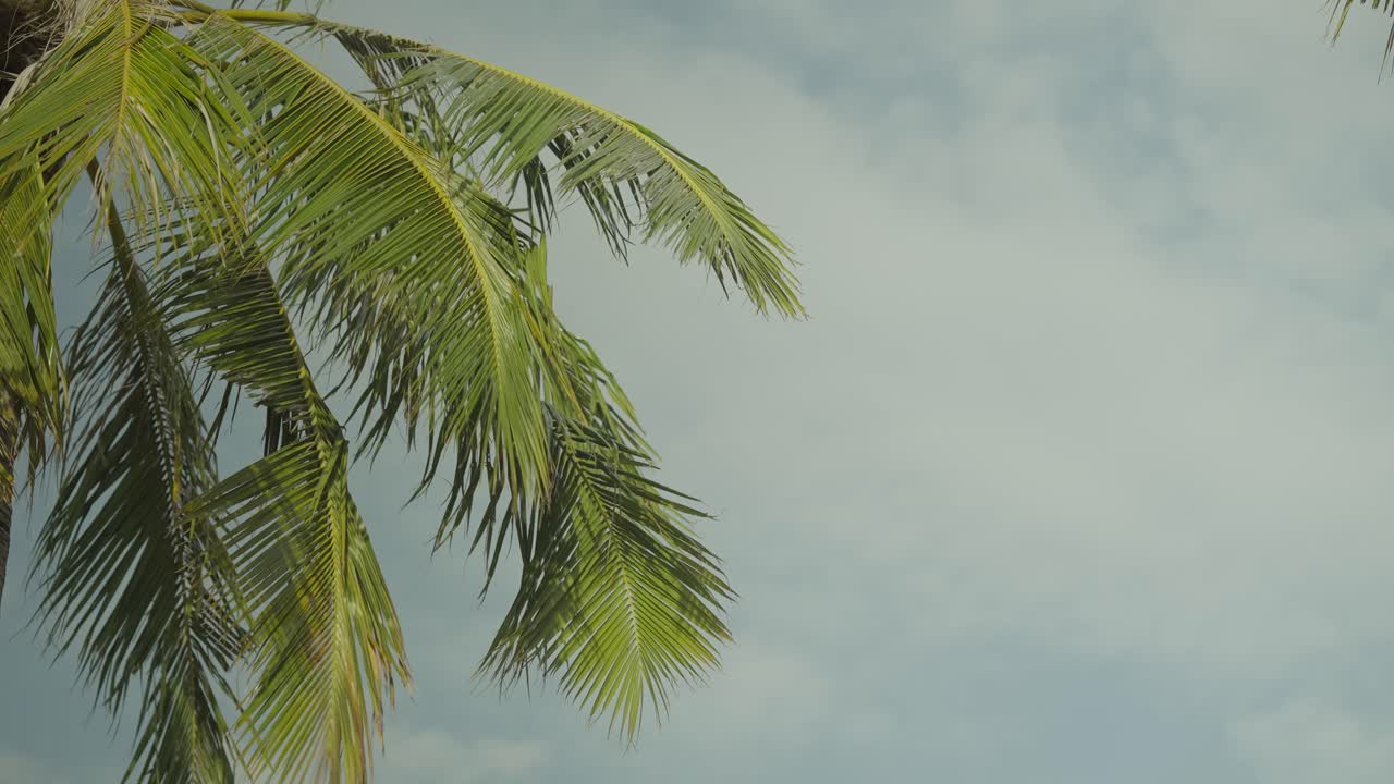 Coconut palm leaves swaying in wind on tropical island