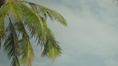 Coconut-palm-leaves-swaying-in-wind-on-tropical-island