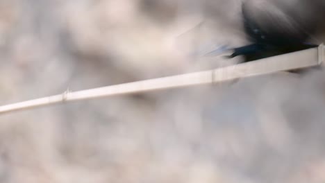 el drongo con cresta de pelo o es un ave en asia de la familia dicruridae que era conespecífico con dicrurus bracteatus o drongo con lentejuelas en el que puede ser difícil diferenciar entre sí