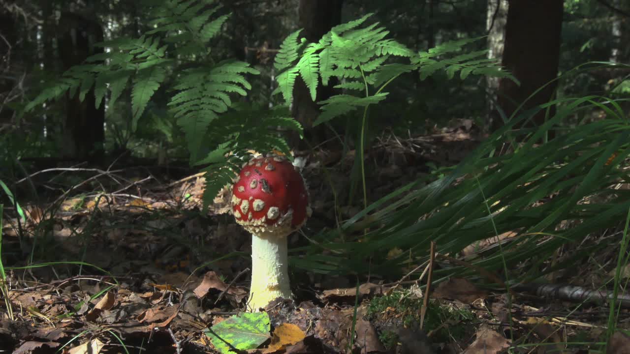 Poisonous Amanita Muscaria Mushroom in the Forest