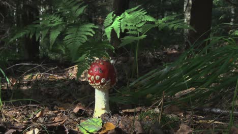 poisonous amanita muscaria mushroom in the forest