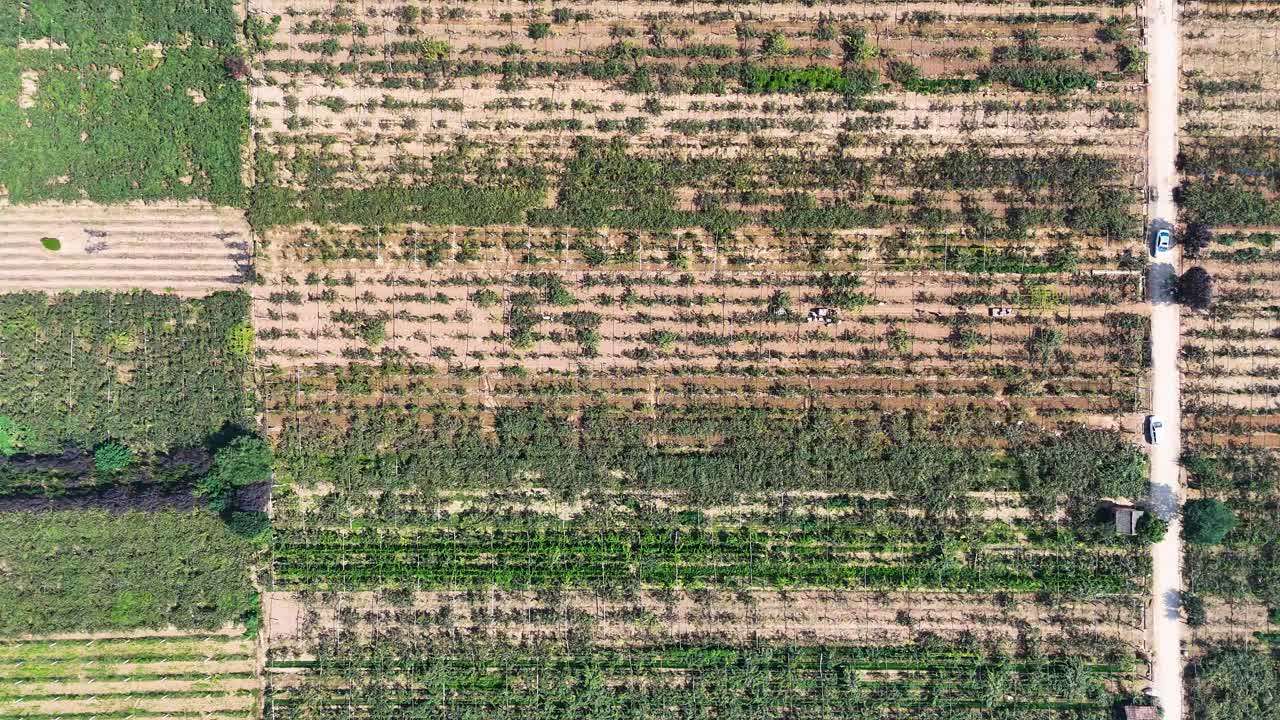 Top-down aerial view of kiwi fields in Zhouzhi County, Shaanxi Province, China.