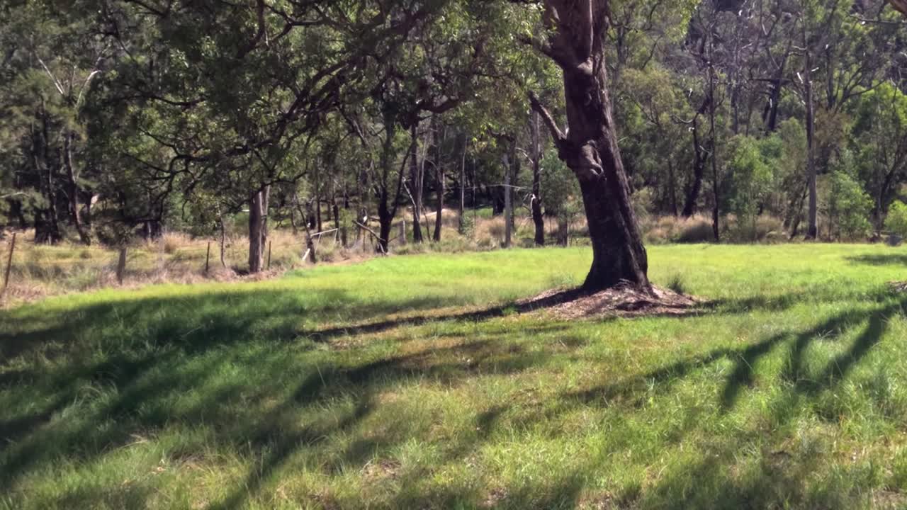 Slow pan across serene, sunlit parkland with trees
