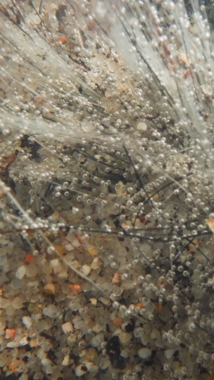 Fantastic view of underwater plant with stems covered with white fibrous mold and oxygen bubbles. Stems move under force of water flow and bubbles rise up