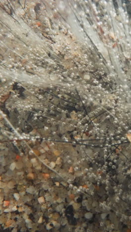 fantastic view of underwater plant with stems covered with white fibrous mold and oxygen bubbles. stems move under force of water flow and bubbles rise up