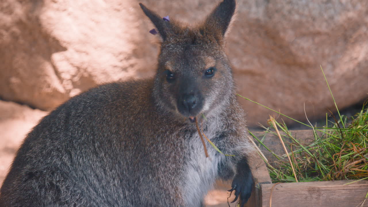 primer plano de un ualabí de cuello rojo comiendo hierba de una caja de madera en el zoológico