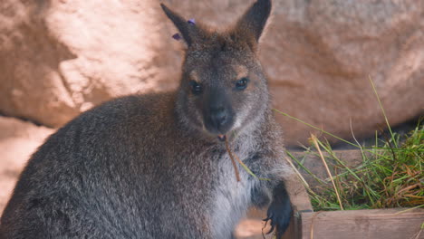 close-up of red-necked wallaby eating grass from wooden box at zoo