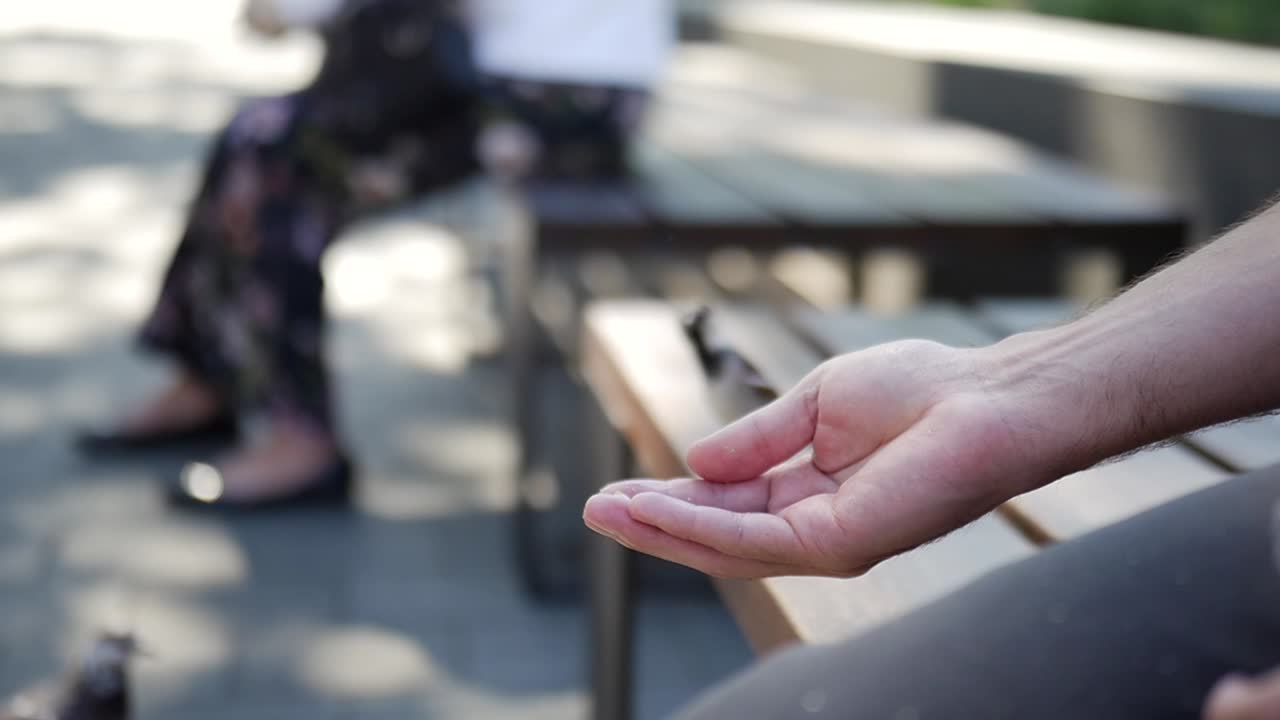 Sparrow Landing on a Hand for Feeding