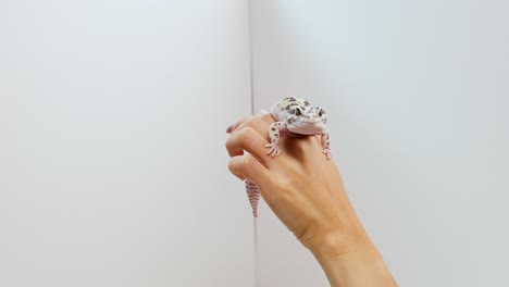 a hand gently holds a leopard gecko in a well-lit, minimalistic setting with a plain white background