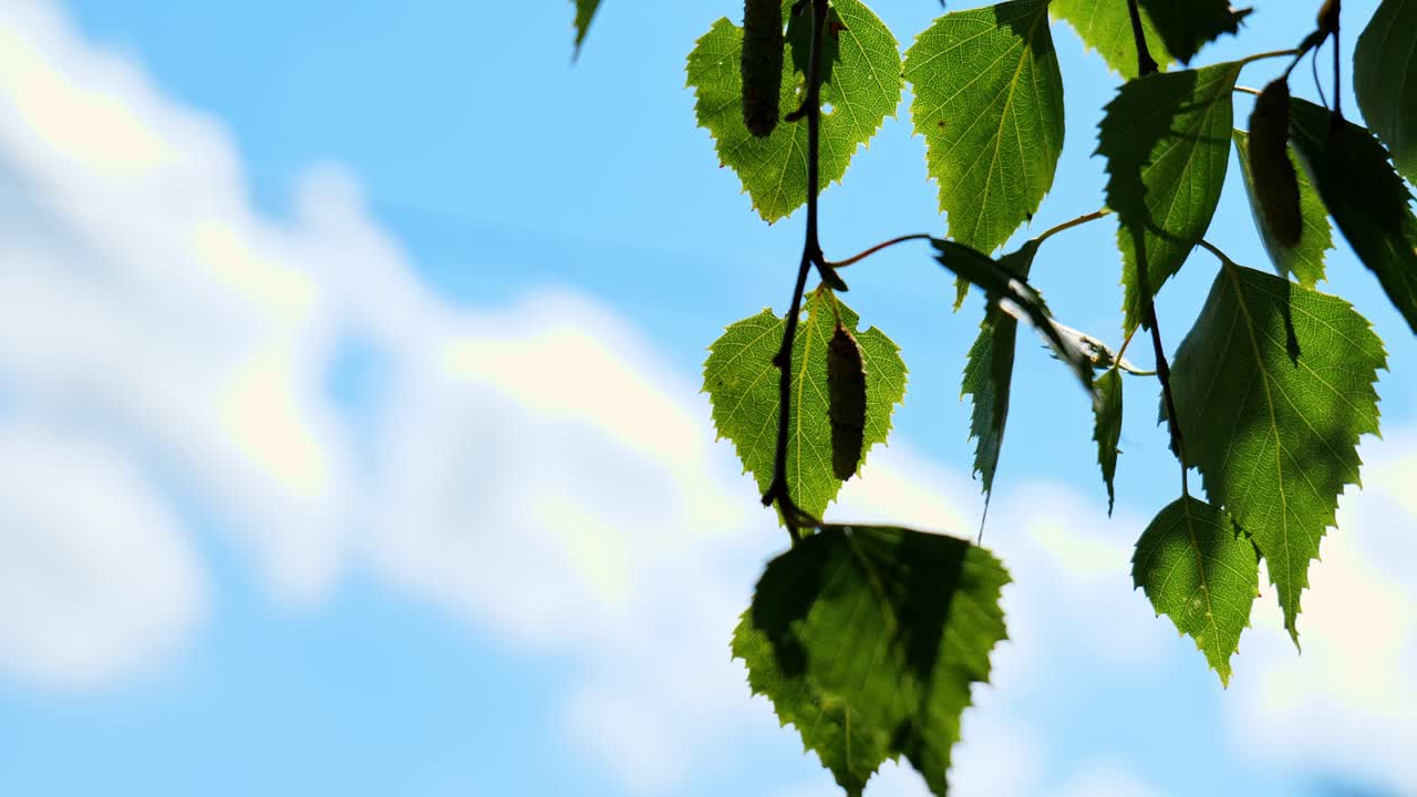 close up ofgreen birch leaves waving in wind. blue sky and clouds on background. sunny day