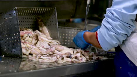 worker rinses to clean freshly caught squid on metal work bench in factory