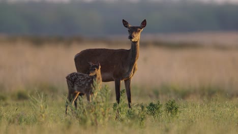 alert mother deer and fawn with spotted coat stand together in meadow at sunset