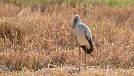 pico abierto asiático, anastomus oscitans, de pie en un campo de arroz que ya ha sido cosechado mientras el viento sopla en pak pli, nakhon nayok, tailandia